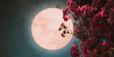 Moon blossom